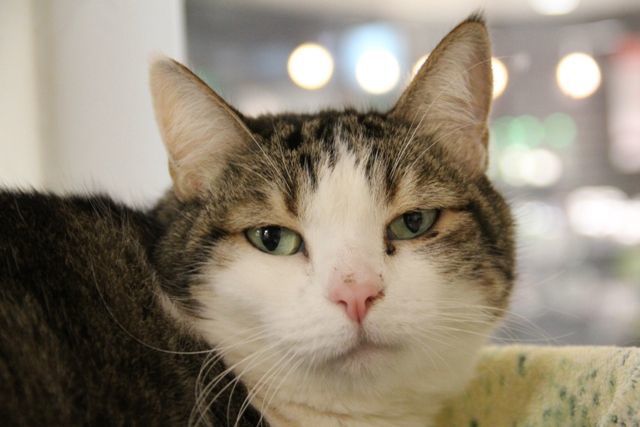 Adopt a friend: Peni